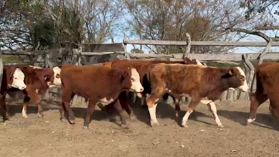 Lote 60 Terneros