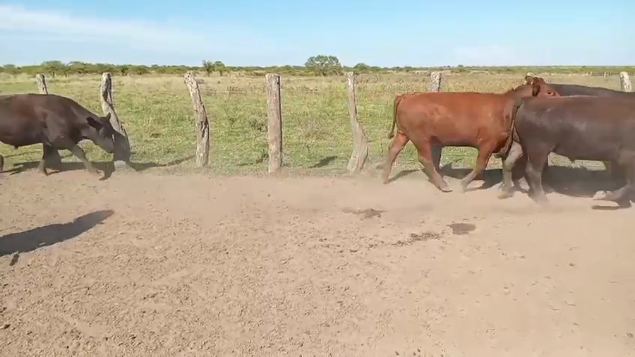 Lote 100 Novillos en Corrientes, Curuzu Cuatia