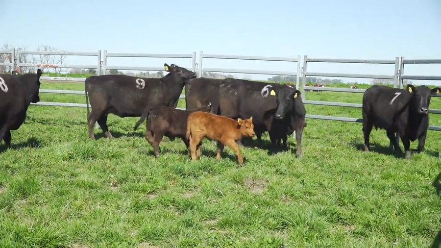 Lote Vacas con Cria ANGUS