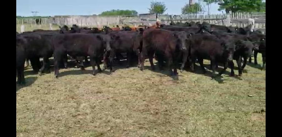 Lote 50 Terneros/as en Villaguay, Entre Ríos