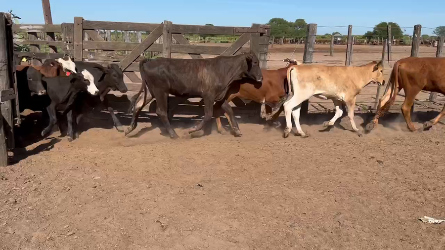 Lote 120 Terneros en Gral. San Martín, Chaco