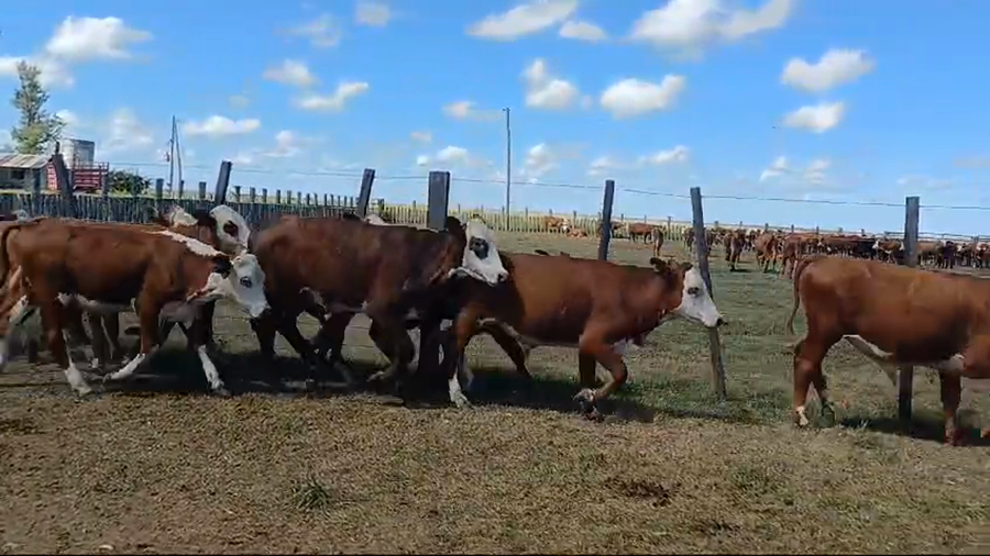Lote 86 Terneros