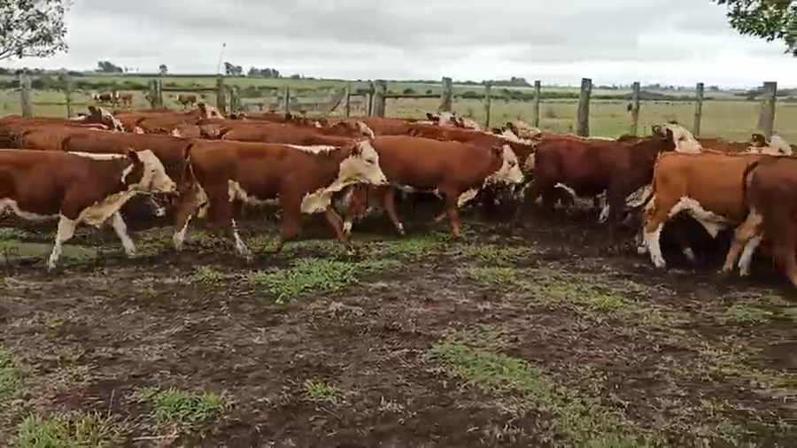 Lote 70 Terneros/as en San Salvador, Entre Ríos