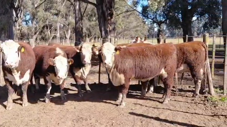 Lote Vaquillonas PR Polled Hereford Preñadas Parición Primavera "Cabaña Caldenes"