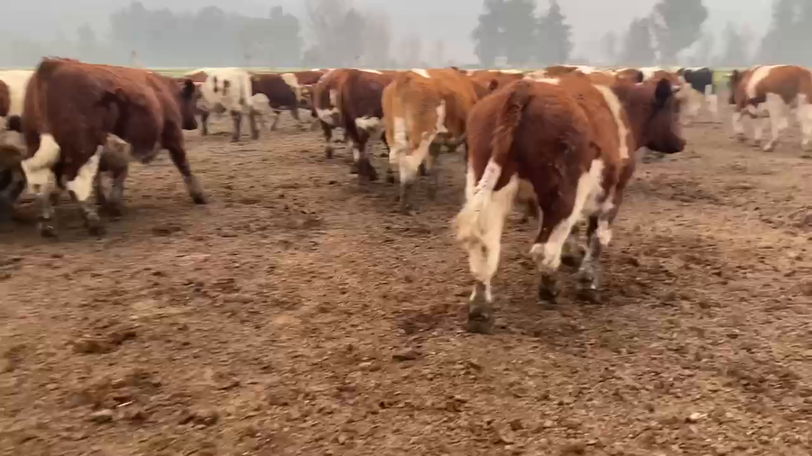 Lote 30 Novillo Gordo en Paine, Región Metropolitana