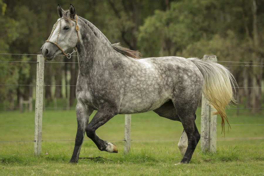 Lote JARDINERA DE LA COLINA R.P 201