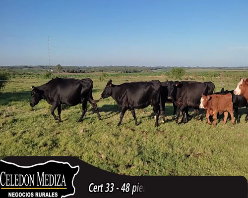 Lote (Vendido)48 Piezas de cría 6 AA,  3 AA X HO,  4 AA X HE,  3 RA X HE,  3 HE X HO, 1 NO XHO,  2 RA,  2 RA X NO a remate en 14 remate por pantalla - Celedón 370kg - , Colonia