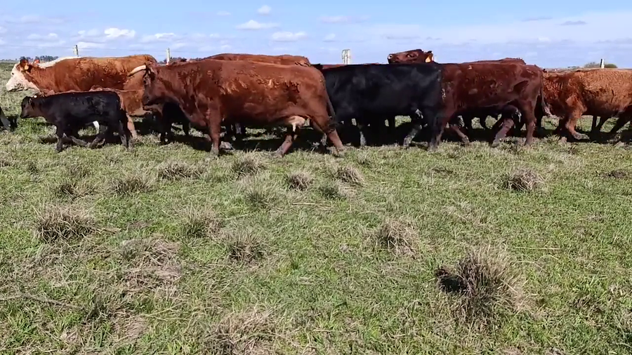Lote 100 Piezas de cría en Cuchilla del Ombú, Tacuarembó