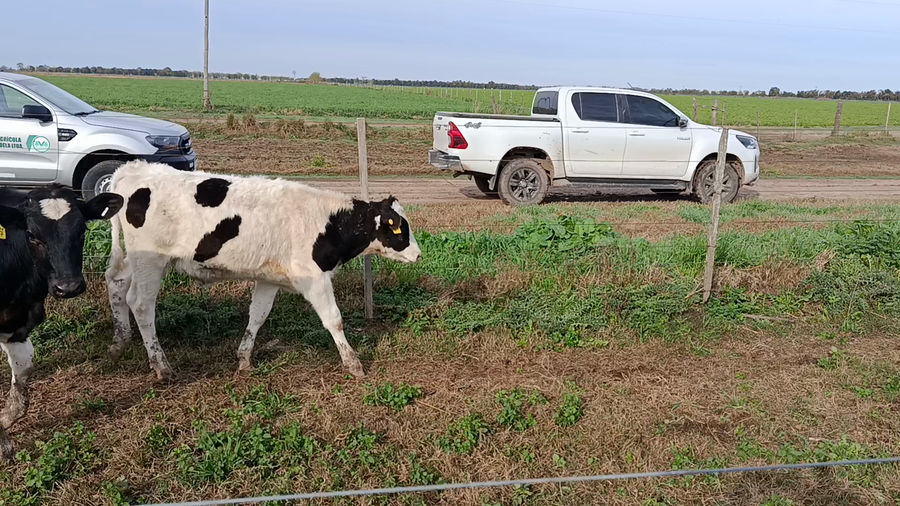 Lote 20 Terneros Holando Argentino en Elisa, Santa Fe