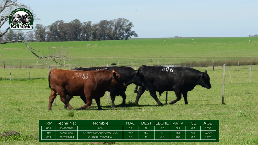 Lote Lote 2 Machos - La Estela