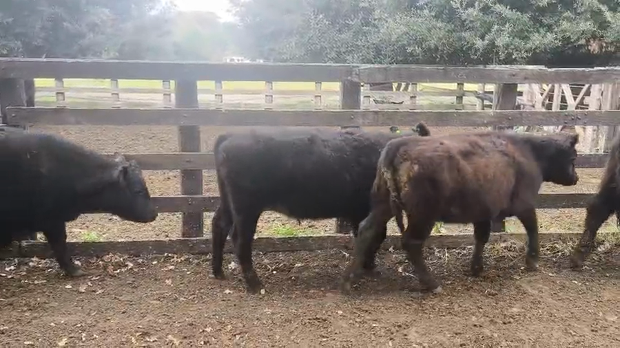 Lote 60 Terneros/as en Balcarce