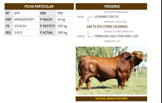 Lote LOTE 40
