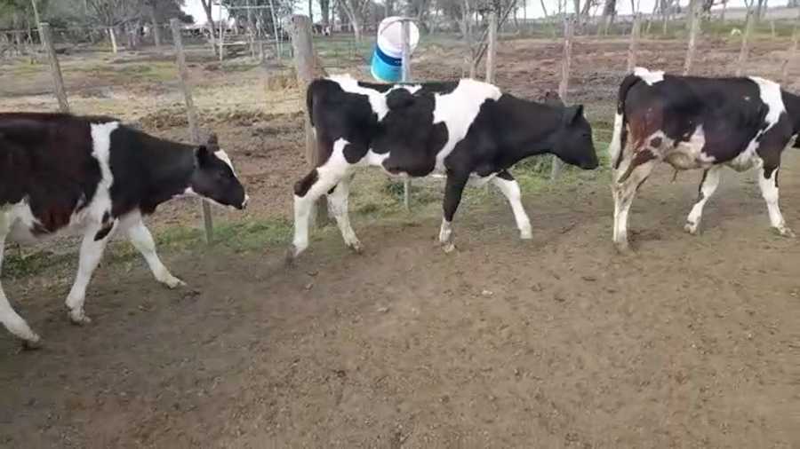 Lote 26 Terneros en Suipacha, Buenos Aires