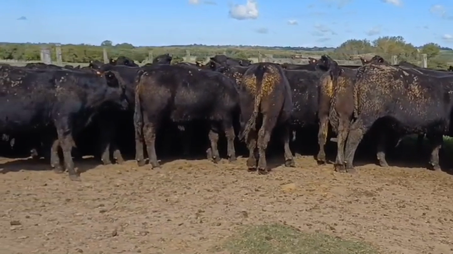 Lote 58 Terneros ANGUS a remate en #44 Pantalla Carmelo 290kg -  en BARRACAS COLORADAS