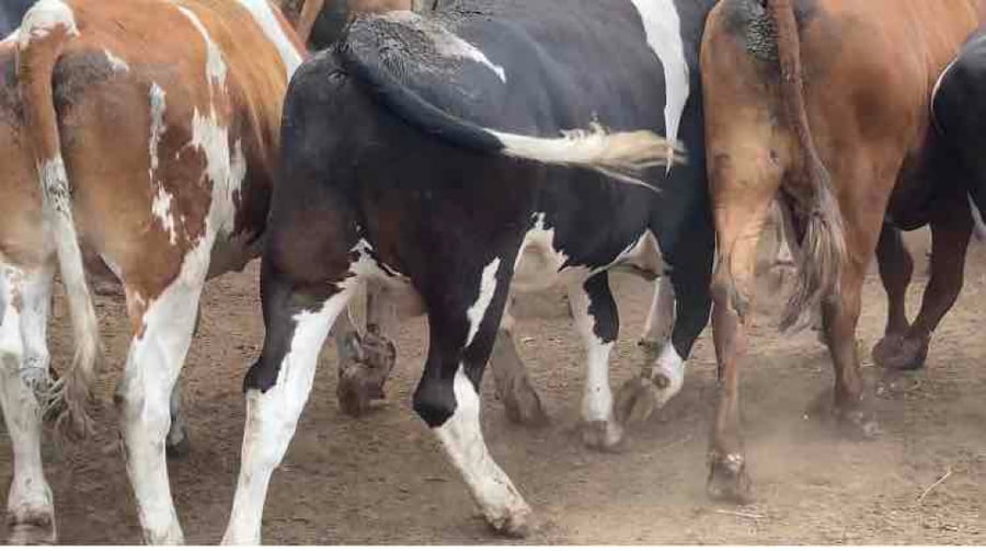 Lote 30 Novillo Gordo en Melipilla, Región Metropolitana