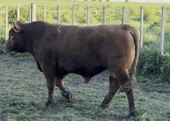 Lote PLANTEL X INGENIO