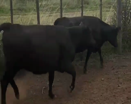 Lote 18 Vaquillonas en Brandsen, Buenos Aires