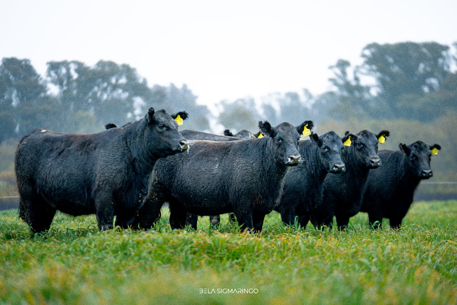 Lote VAQUILLONAS ANGUS NEGRAS PC PARA SERVICIO