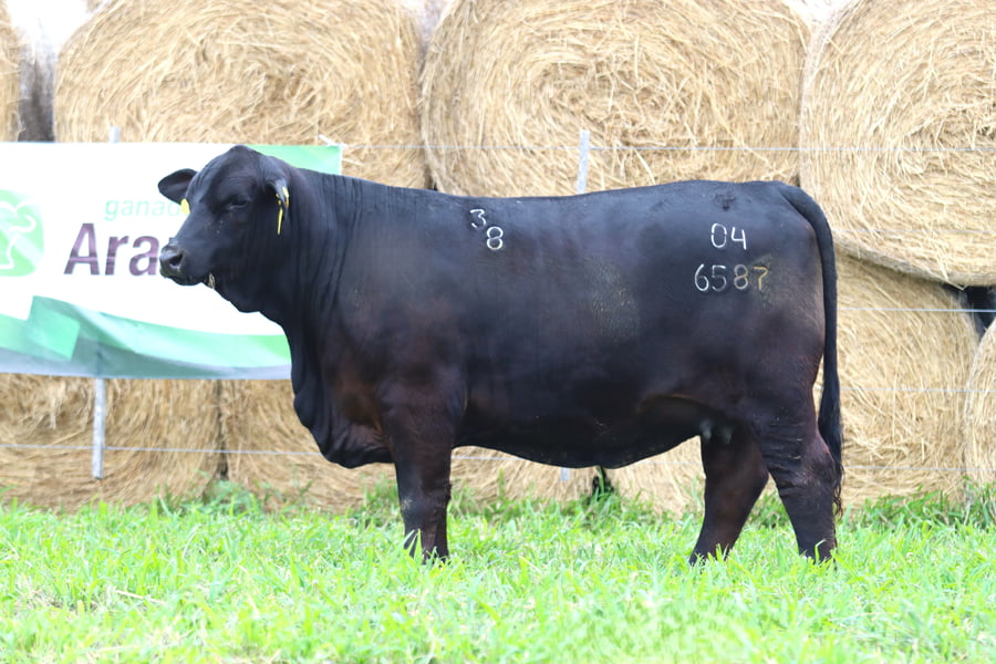 Lote LOTE 11