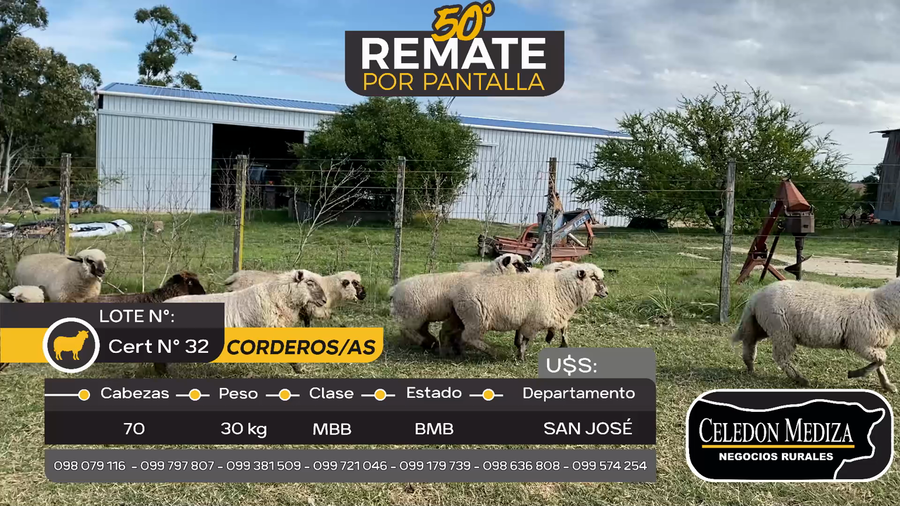 Lote 70 Corderos/as en San José , San José