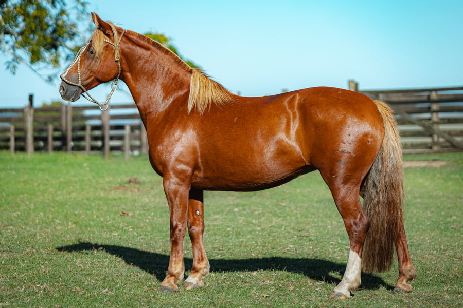 Lote Consejero Rueca