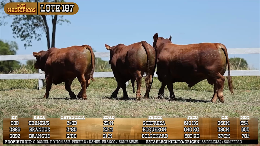 Lote LOTE 187 -  VIVO