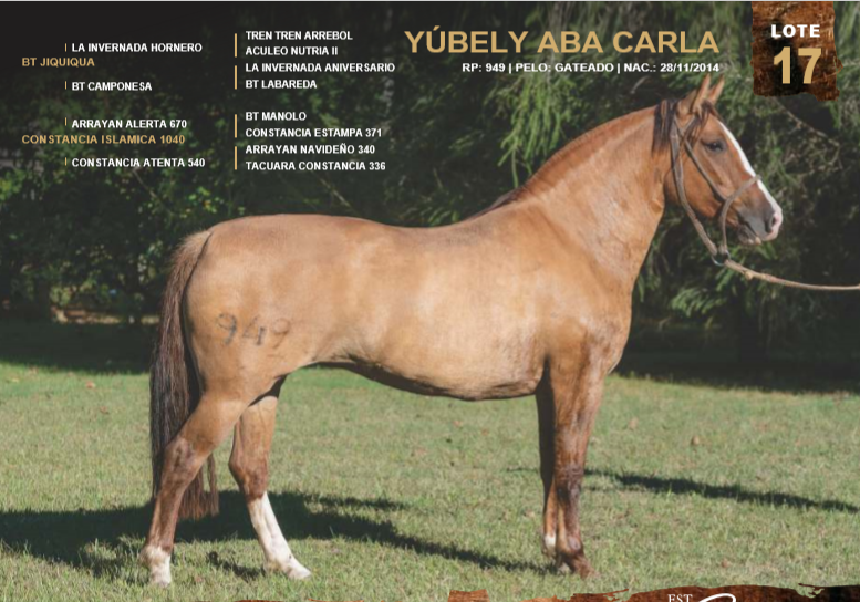 Lote YÚBELY ABA CARLA