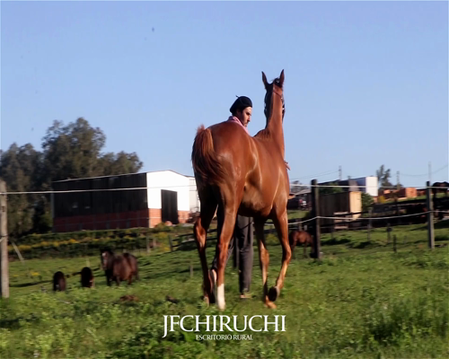 Lote NOLITO PUESTERO