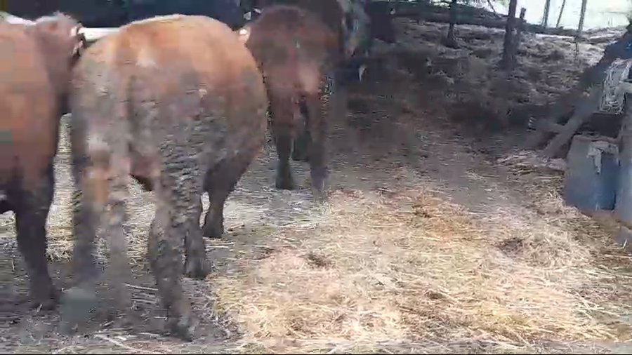 Lote 45 Novillo Gordo en Yerbas Buenas, VII Región Maule