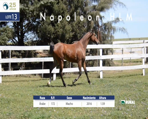 Lote NAPOLEON HLM