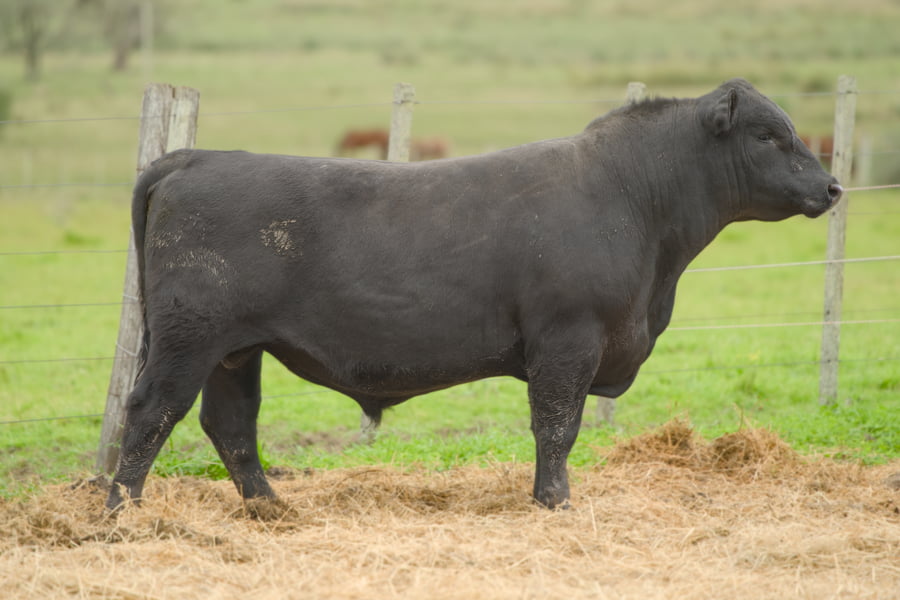 Lote RP 408