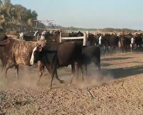 Lote 100 Vacas de invernar en Quimilí, Santiago del Estero