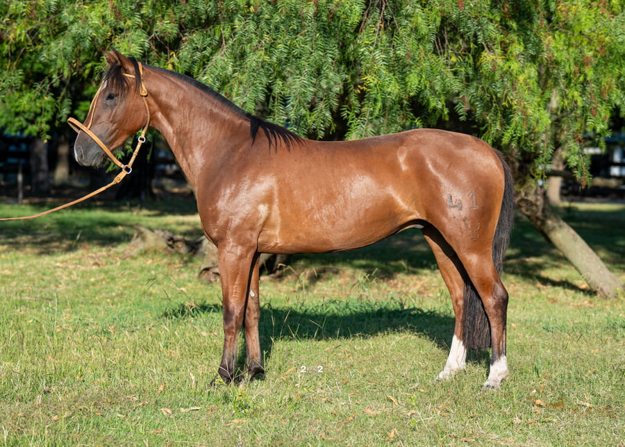 Lote SOLFERINO DEL PORRÚA