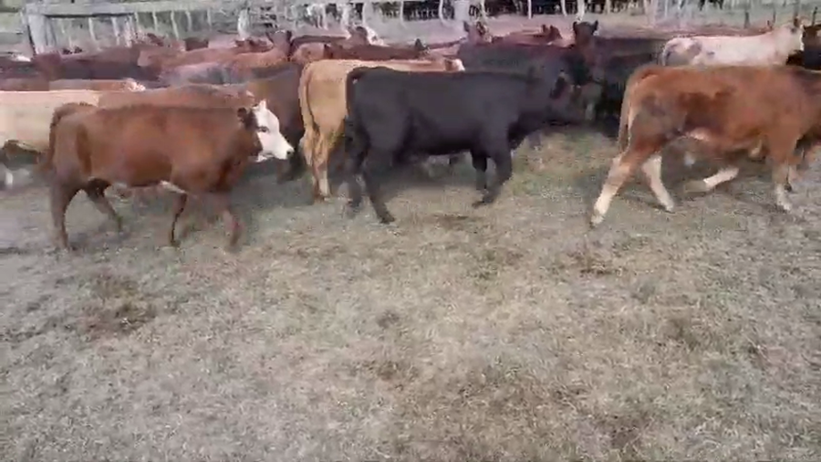 Lote 70 Terneros/as en Villaguay, Entre Ríos