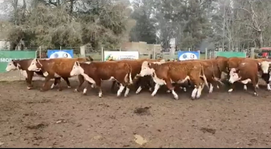 Lote 11 Vaquillonas en Tandil, Buenos Aires