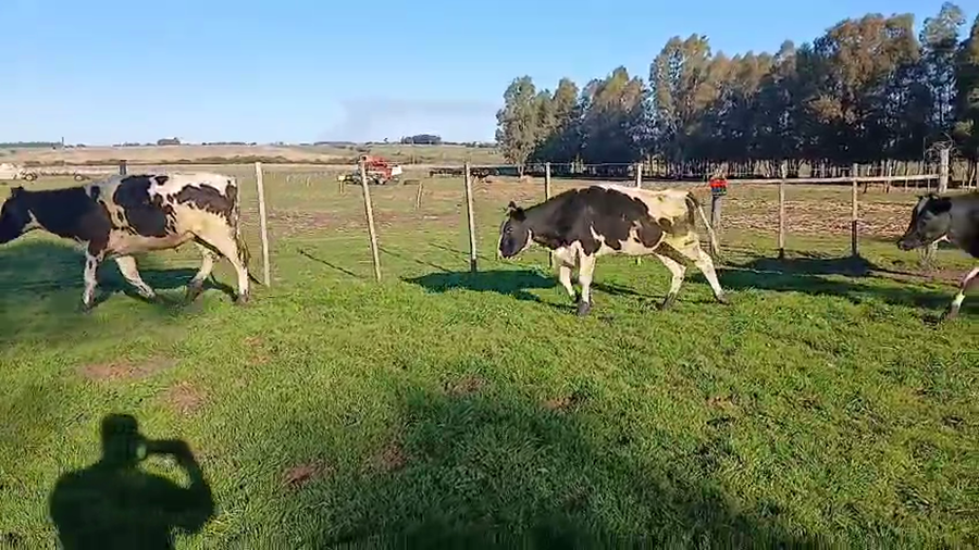 Lote 6 Novillos a remate en Pantalla Aniversario - Escritorio Camy, San José