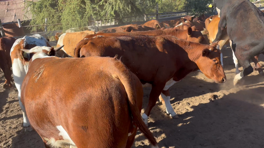 Lote 112 Novillo Engorda en San Javier, VII Región Maule