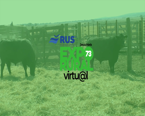 Lote TOROS PUROS CONTROLADOS ANGUS