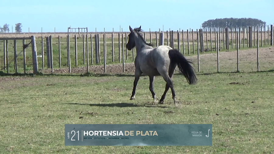 Lote Yeguarizos a remate en Criollos, Montevideo