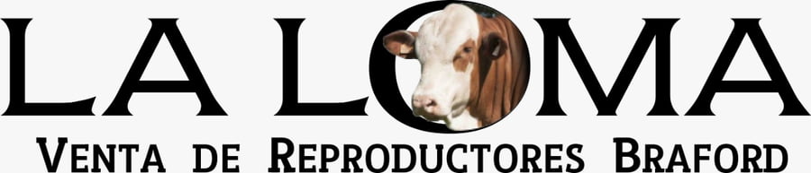 Lote TORO BRAFORD GEN. INTERMEDIA