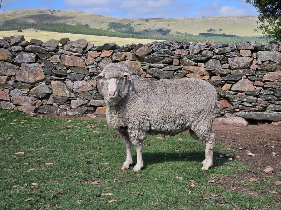 Lote (Vendido)Carneros a remate en Subasta Online - Nambi Guasu, Lavalleja