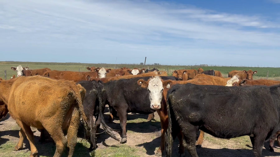 Lote 47 Vacas con Cría  en Buenos Aires, Lincoln