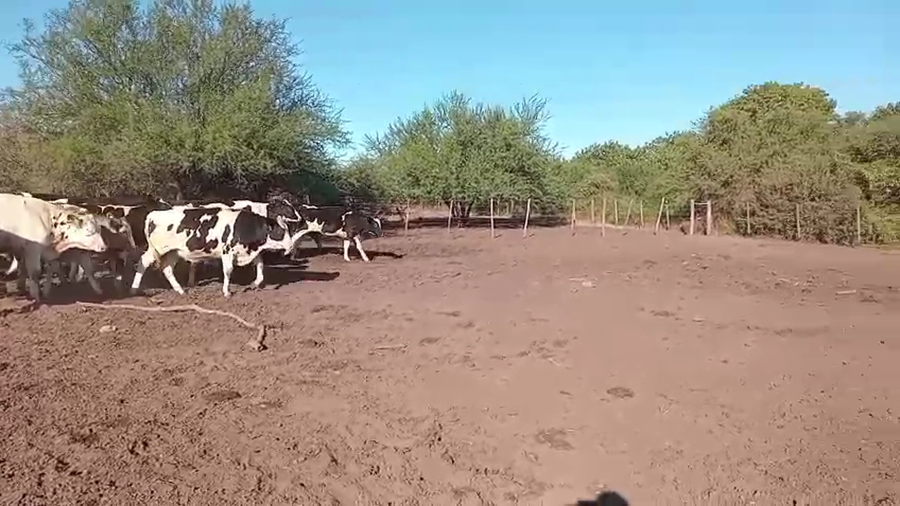 Lote 48 Novillitos Holando Argentino en Cululú, Santa Fe