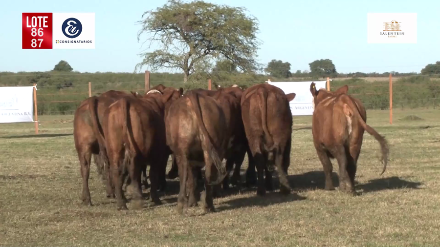 Lote Vaquillas Braford Generales para Servicio