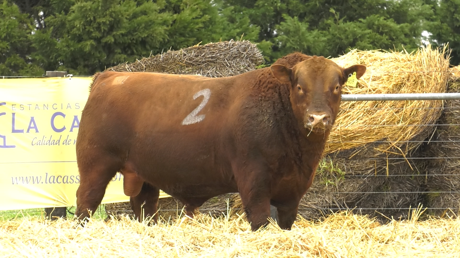 Lote TOROS ANGUS PURO CONTROLADO