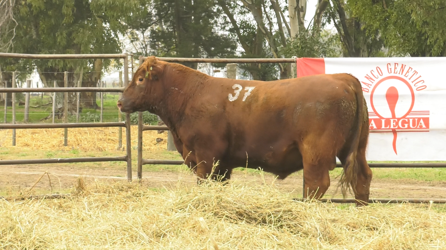 Lote TOROS ANGUS COLORADOS  PC