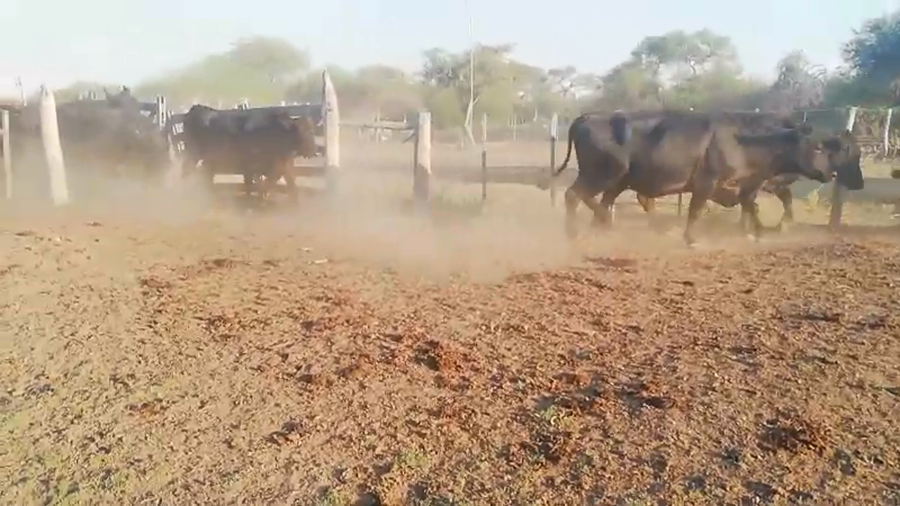 Lote 35 Vacas de invernar en Federal, Entre Ríos