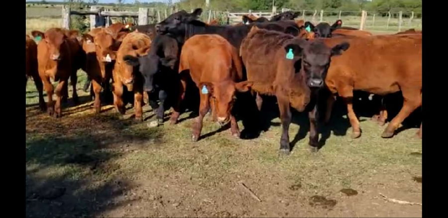 Lote 29 Terneros/as en Entre Ríos, Villaguay