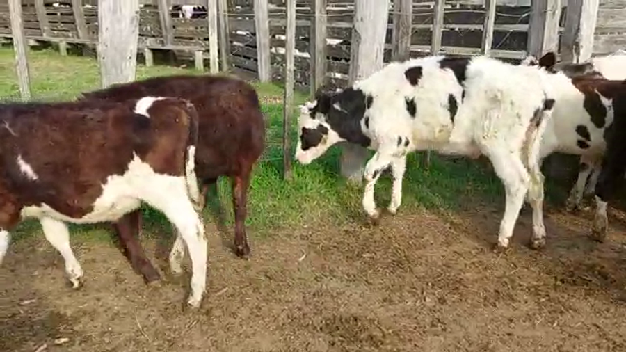 Lote 20 Terneros HOLANDO a remate en PANTALLA CAMY - SAN JOSE  1500 VACUNOS 155kg - , San José