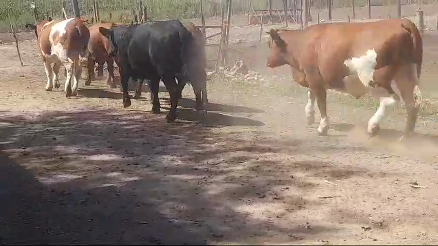 Lote 50 Vaquilla Gorda en Pelarco, VII  Región Maule